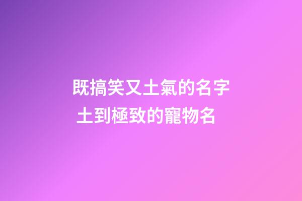 既搞笑又土氣的名字 土到極致的寵物名